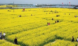 爆料半亩花田视频下载免费,免费下载视频的秘密大公开！